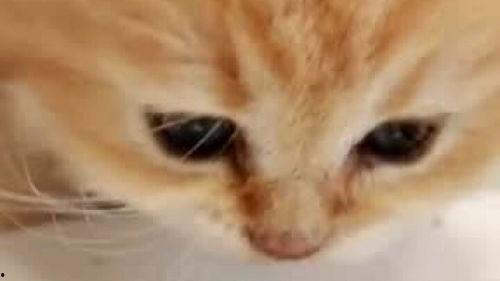 猫咪吃小乳瓜,小乳瓜引发的美食探索之旅