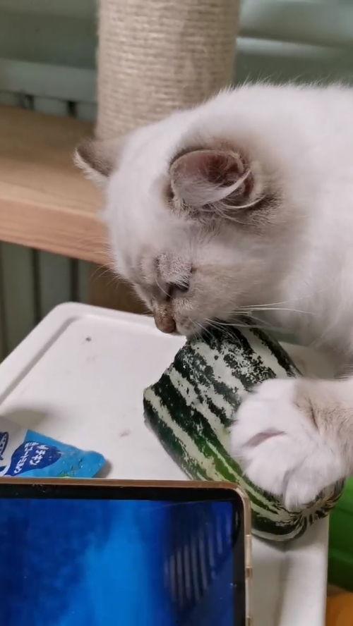 猫咪吃小乳瓜,小乳瓜引发的美食探索之旅