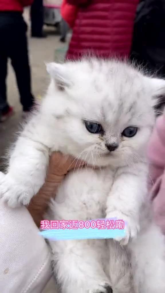 猫咪吃小乳瓜,小乳瓜引发的美食探索之旅