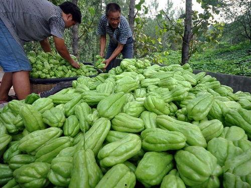 吃佛手瓜尖,舌尖上的绿色美味探索