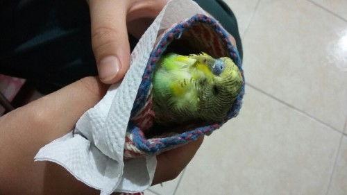 鹦鹉吃瓜会吃死吗,揭秘鸟类饮食安全之谜