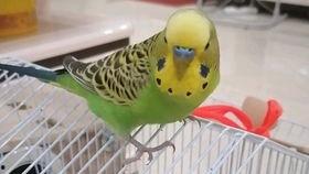 鹦鹉吃瓜会吃死吗,揭秘鸟类饮食安全之谜