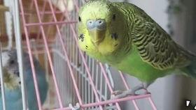 鹦鹉吃瓜会吃死吗,揭秘鸟类饮食安全之谜