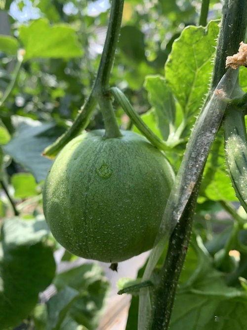 吃瓜集美,吃瓜集美们的幕后故事