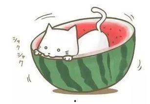 吃瓜球视频,一场视觉盛宴的狂欢之旅