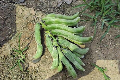 南方电网吃瓜,揭秘电力江湖中的“吃瓜”风云