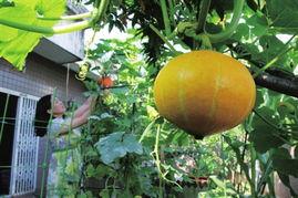 南方电网吃瓜,揭秘电力江湖中的“吃瓜”风云