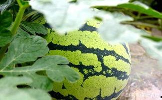 看瓜和吃瓜绕口令,看瓜与吃瓜的巧妙演绎