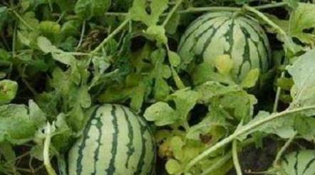 吃的是瓜么说,揭秘“吃瓜群众”背后的真相与趣味