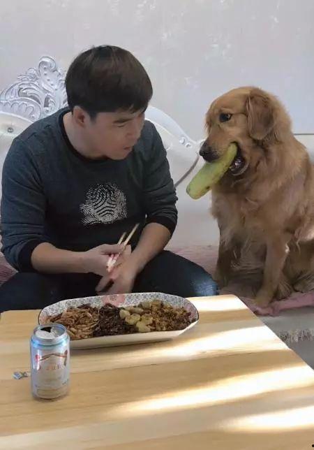 金毛犬吃角瓜,揭秘角瓜的魅力