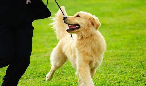 金毛犬吃角瓜,揭秘角瓜的魅力