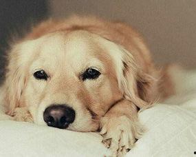 金毛犬吃角瓜,揭秘角瓜的魅力