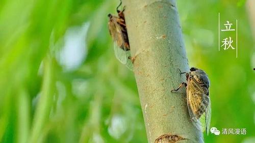 立秋吃瓜烂猪毛,揭秘“吃瓜烂猪毛”的民间习俗