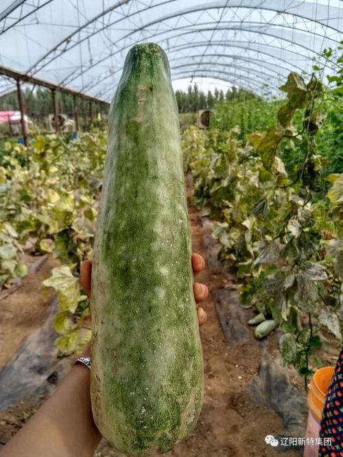 吃瓜带黄群,网络社交新现象背后的故事