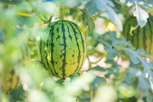 吃瓜哪个平台好