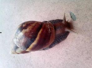 蜗牛吃大瓜吗,揭秘蜗牛吃大瓜的秘密