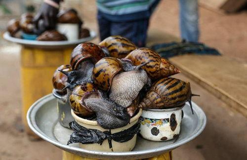 蜗牛吃大瓜吗,揭秘蜗牛吃大瓜的秘密