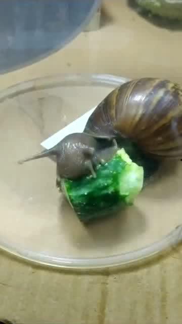 蜗牛吃大瓜吗,揭秘蜗牛吃大瓜的秘密