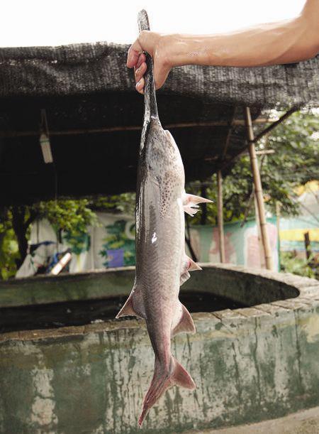 鸭嘴鱼吃瓜,瓜田里的美食探险记