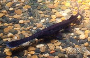 鸭嘴鱼吃瓜,瓜田里的美食探险记