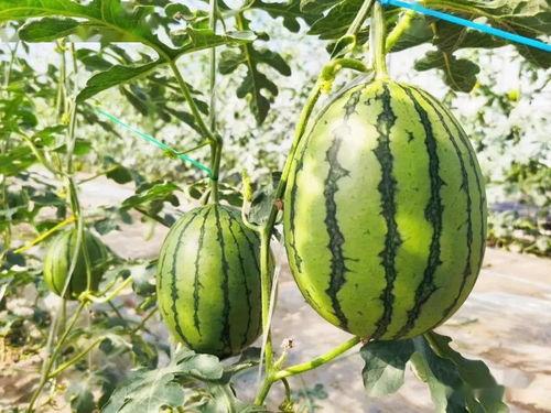 别吃瓜的图片,揭秘“别吃瓜”背后的真相与启示