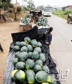 重庆黔江吃瓜事件,一场网络热议背后的真相与反思