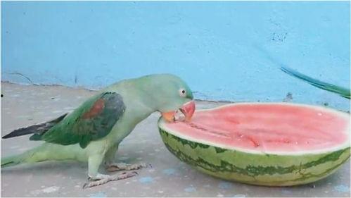 蜜瓜给鹦鹉吃,蜜瓜盛宴的甜蜜邂逅