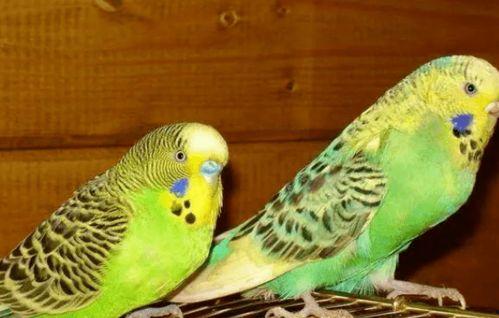 蜜瓜给鹦鹉吃,蜜瓜盛宴的甜蜜邂逅