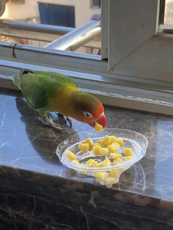 蜜瓜给鹦鹉吃,蜜瓜盛宴的甜蜜邂逅
