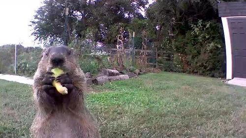 土拨鼠抬头吃瓜,抬头吃瓜的瞬间