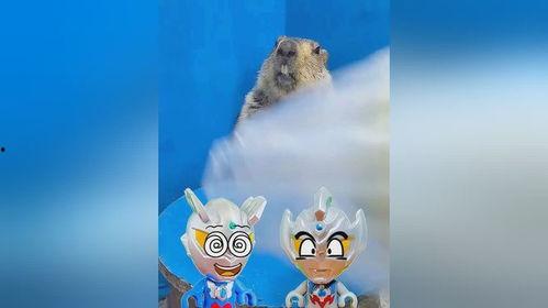 土拨鼠抬头吃瓜,抬头吃瓜的瞬间