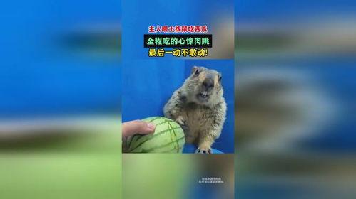土拨鼠抬头吃瓜,抬头吃瓜的瞬间