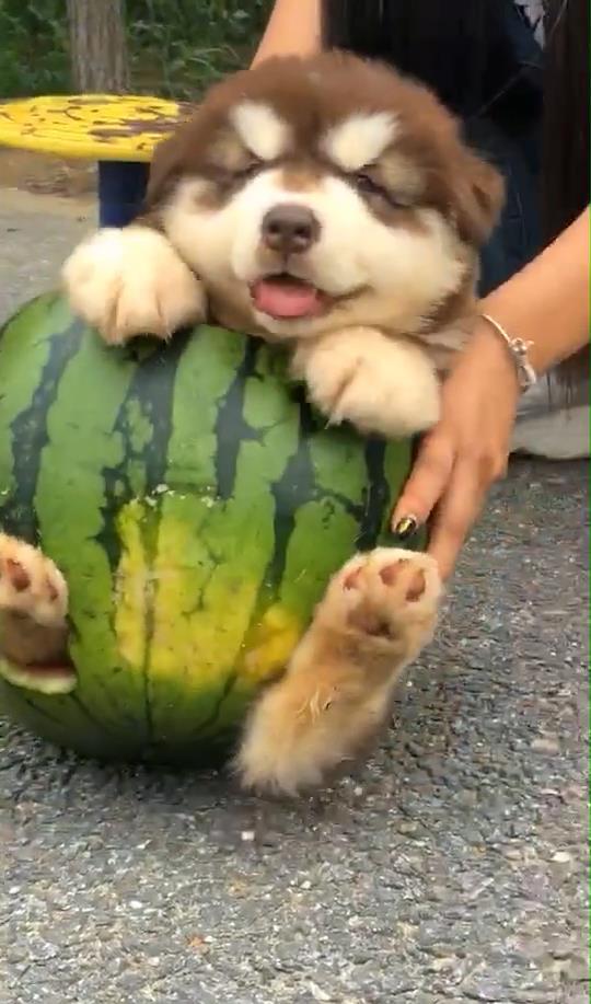 狗都会剥皮吃瓜,揭秘动物世界中的独特饮食习惯