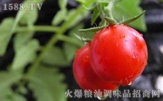 吃瓜界的番茄,揭秘吃瓜界的“红宝石”传奇