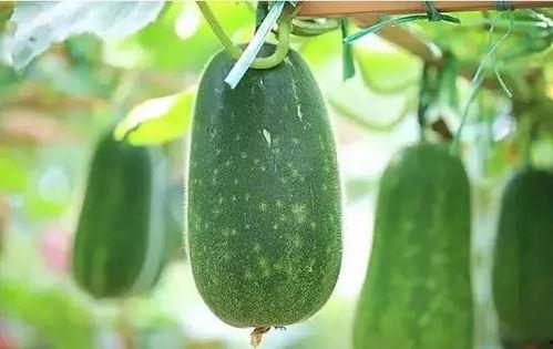 吃瓜人的吃瓜精神,全民狂欢背后的社会现象解析