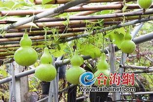 吃葫芦瓜能致癌吗,真相与误区解析