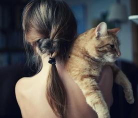 吃瓜猫背影图片,一瞥日常中的趣味瞬间