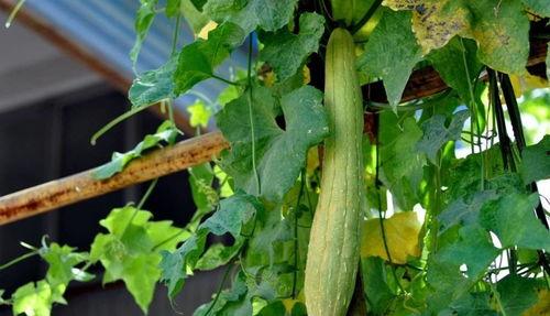 麦总吃瓜,揭秘娱乐圈幕后风云