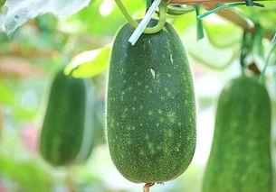 吃瓜衰老吗,吃瓜也能抗衰老？揭秘日常饮食中的抗老秘密