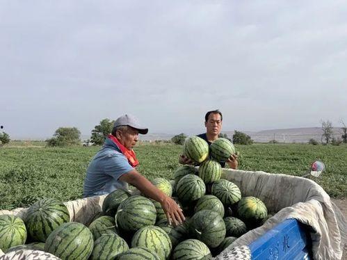 吃瓜有多积极,揭秘网络时代的全民参与热情