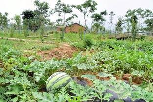 三瓜公社怎么吃,解锁特色瓜果美味新体验