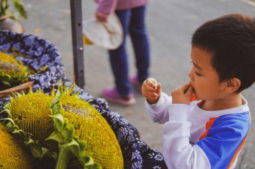 三瓜公社怎么吃,解锁特色瓜果美味新体验 第3张 三瓜公社怎么吃,解锁特色瓜果美味新体验 第3张