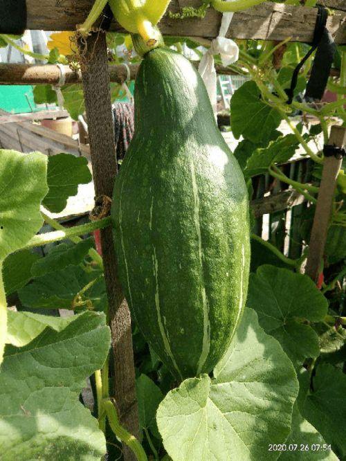 没有刀怎么吃小瓜,创意食瓜新体验 第1张 没有刀怎么吃小瓜,创意食瓜新体验 第1张