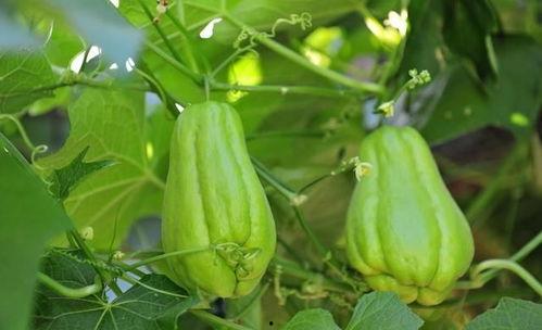 孕妇可以吃拂手瓜吗,孕妇适宜食用拂手瓜吗？