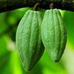 孕妇可以吃拂手瓜吗,孕妇适宜食用拂手瓜吗？  第2张