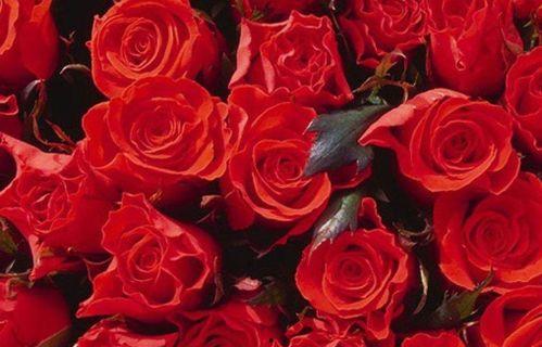 吃瓜女孩赞美玫瑰,吃瓜女孩的赞美诗篇