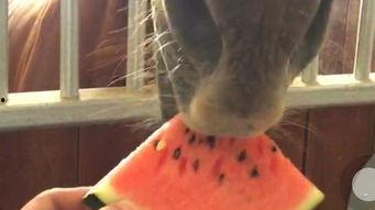 皮皮喜吃瓜,瓜果乐园里的欢乐时光  第2张