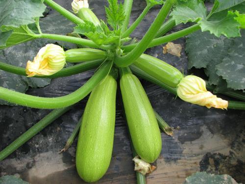 西葫芦瓜炒着吃  第3张