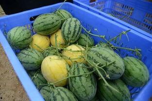 后宫吃瓜群,揭秘宫廷中的吃瓜群秘密  第3张