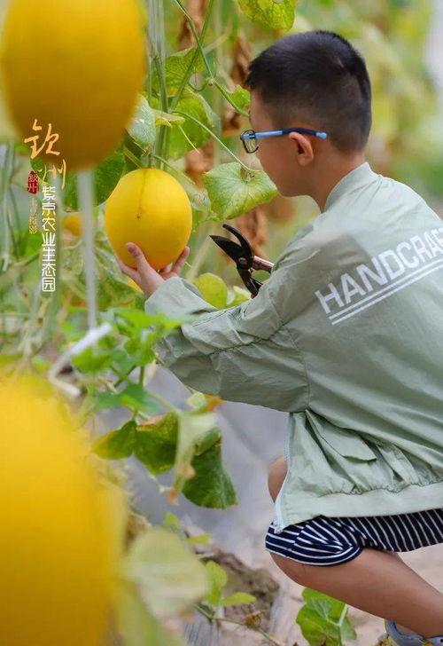 农村的吃瓜观众图片,农村吃瓜观众欢乐时光  第3张